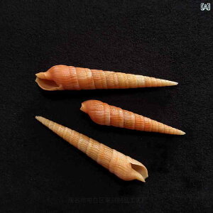 シェル 天然 自然素材 赤雲模様 タケノコガイ フデガイ 巻貝 美しい アクアリウム 水槽用 オブジェ 飾り インテリア 雑貨 おしゃれ コレクション 標本 鑑賞用 撮影小物