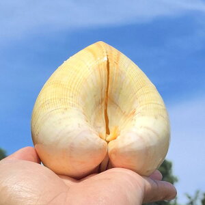 Lk IuWF VR F gKC L ^ n[g^ Jbv W{ RNV ANAE  CAEg CeA   rbOTCY