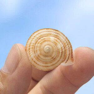 Lk L VR  I RNV W{  ANAE CAEg  fBXvC CeA u IuWF Ϗܗp 