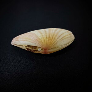 Lk VR L sN  W{ ANAE  CAEg p  u IuWF CeA i