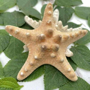 CeAG VRf Lk L }gEqgf TS W{ nC }IuWF rO  Ǐ fBXvC RNV i`fR[V