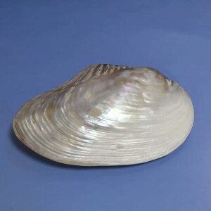 置物 天然貝殻 淡水パール貝 双殻 パールシェル 工芸品 水槽 アクアリウム インテリア オブジェ おしゃれ モダン 玄関 リビング 観賞用 癒やし 存在感のある大型サイズ