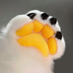 RXvANZT[ bl t@[V[g  Aj}N[ A ۂ nEB Cxg p[eB[    DIY  