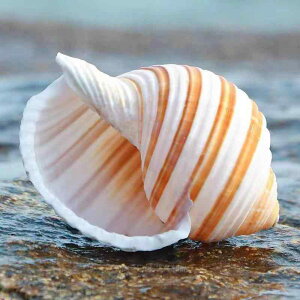 Lk VR G  ANAE  IuWF Ϗܗp L ɐBpVF^[ hJ Z B A |bg eE CAEg fBXvC R i` Ce