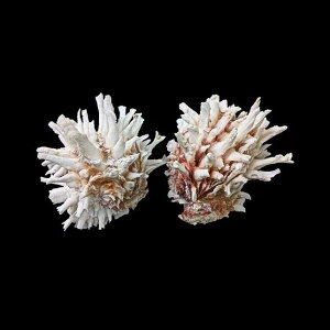 Lk VR  ΌCe  ANAE CAEg  Ϗܗp W{ RNV CeA u IuWF fBXvC }G Rf 