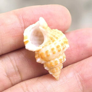 Lk VR CG[ j畗 L VF hJ Zݑւp  ANAE CAEg   IuWF B RNV W{ u