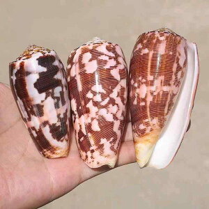 u VR L Lk L[ D gERV M CKC e   CAEg ANAE IuWF CeA Vؕ 蕨