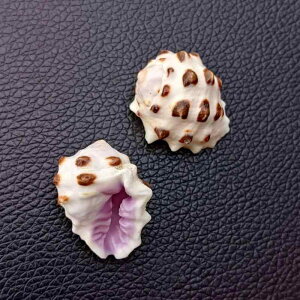 Lk VR ◆ ^ L CeA  IuWF ANAE CAEg DIY f I[ig tp