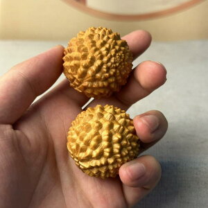 ؐ nh{[ Ҍ R hA^ w }bT[W ͋ ] bNX XgX N GNTTCY{[