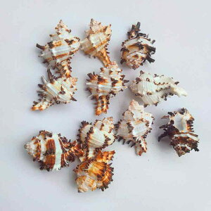 Lk VR 藆 񋏊Ȉhւp L RNV W{  ANAE eE CeA IuWF G fBXvC  4-7cm