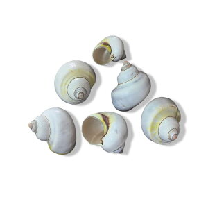 ANAEpi hJ zp ւk B VR L VF Lk  CAEg I[ig IuWF CeA }fR[V