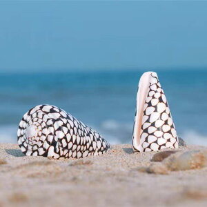 貝殻 天然 巻貝 イモガイ 蛇皮模様 水槽装飾 アクアリウム レイアウト 地中海スタイル インテリア オブジェ 収集品 飾り おしゃれ 小物 天然素材 珊瑚