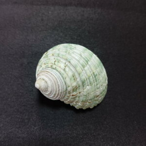  񋏊Ip VF ANAE CAEg i B Ȑ L CeA I[ig Ϗ܋p  j[NfUC