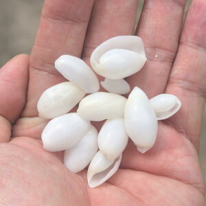 Lk qp VR L ^ 1.5-2.5cm DIY Ntg nhCh f CeA z[fR[V  ANAE CAEg  u 