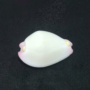 貝殻 天然素材 小型 ミニ シロウサギガイ 巻き貝 シェル 水槽 レイアウト アクアリウム 装飾 テラリウム 手作り ハンドメイド DIY 素材 アクセサリー パーツ クラフト 自由研究 飾り