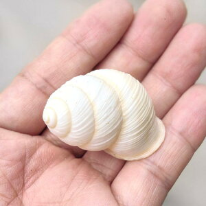 ANAE VR Lk hJ zp  CAEg  XgCv L IuWF RNV Ϗܗp I[ig