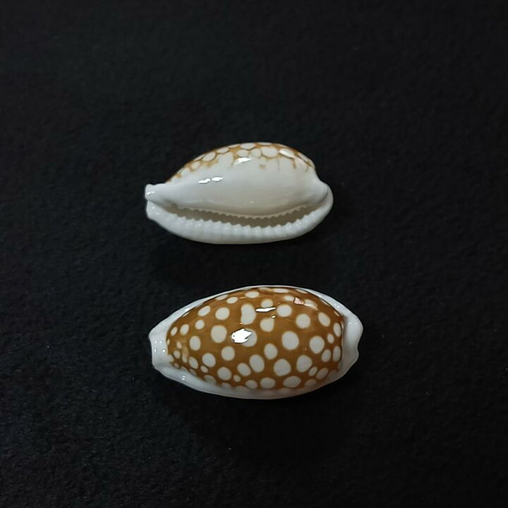 楽天市場】標本 天然 希少 逸品 コレクション級 タカラガイ 貝殻 