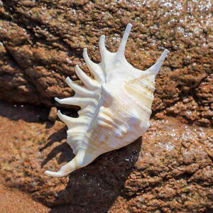 L VRL NKC iiJNKC CeA IuWF  ANAE CAEg Be RNV W{