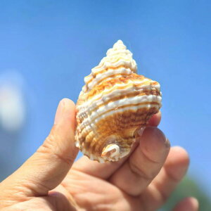 Lk VR cCXg  RNVF RNV W{ Ϗܗp } nC CeA  ANAE CAEg fBXvC  IuWF Mtg v[g 4cm 5cm 6cm(x3)