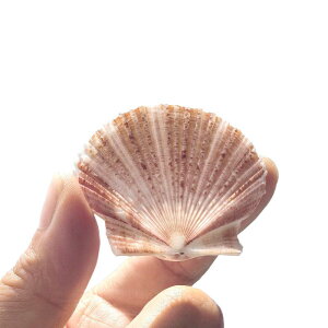 CeA u VR Lk X IuWF G Jt L 񖇊L  ̂ C^KC q m wK z[fR[V v[g 蕨