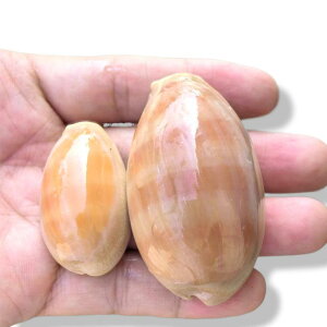 L VR  m  ^JKC W{ RNV u i Ϗܗp  ANAE CAEg H|i