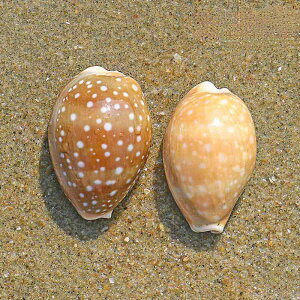 Lk VR  󏭕W{  ANAE CAEg CeA  u IuWF V[P[X fBXvC RNV Mtg 蕨 v[g(x3)