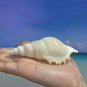 Lk W{ u VR  L }LKC qgf X^[tBbV  ANAE  i } RNV CeA IuWF