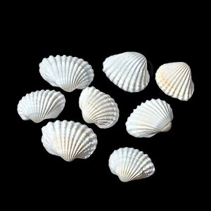 Lk VRL  ANAE  CAEg fR[V CeA z[ fBXvC IuWF  nhCh DIY Ntg H|i f j[N v[g Mtg