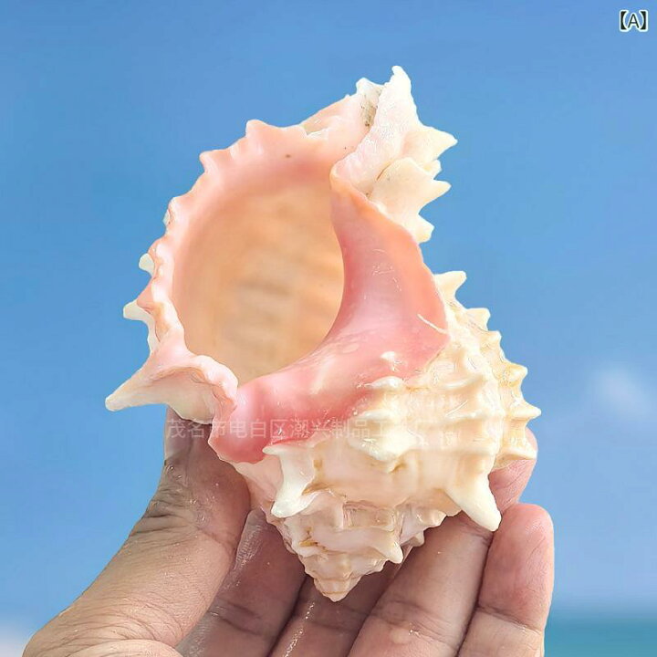 楽天市場】アクアリウム 天然巻貝 ヤドカリ用 貝殻シェル 大型 ピンク 