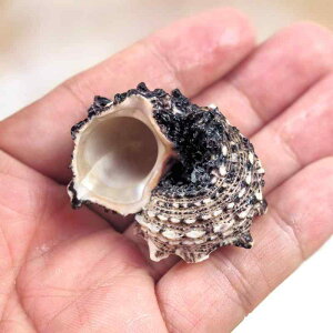 Lk VR̍FgQt ^ hJp Zݑւ B ANAE  CAEg IuWF   I[ig