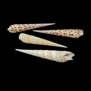 Lk VR yVF ANAE  CAEgpi fR[V CeAG u IuWF RNV fBXvC Be }eCXg i`  