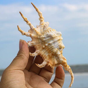 u VR XR[sIVF T\KC L Lk ANAE CAEg CeA fBXvC Ϗܗp Rf IuWF H|i