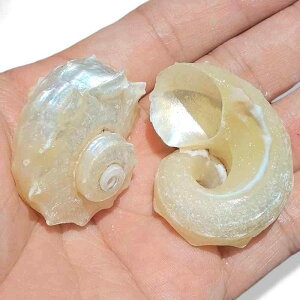 VF 񋏊Ip VR L Zݑւ ANAE  CAEg  ێhL RNV W{ Ϗܗp S M TCY ^ ^(x3)