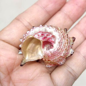 p IuWF VR Lk C  L hJ Zݑւp VF nEX ANAE CAEg i  Ϗܗp