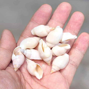 L ~jTCY D͗l VRf ANAE  DIYnhCh |ޗ LkI[ig