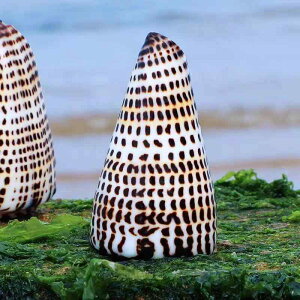 I[ig VR gERVL ͗lCKC ANAE CAEg fBXvC u RNV L Lk 6-11cm Ϗܗp