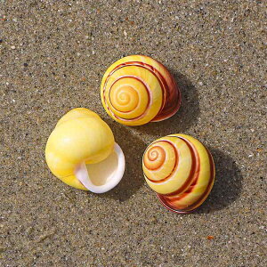 Lk VR }LUKC L hJp  ANAE   CeA RNV DIY nhCh ޗ ~jTCY i` (x3)