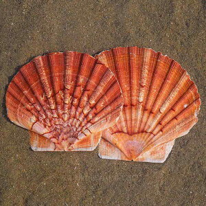 インテリア 置物 天然 貝殻 巻貝 アイスランド産 ホタテ 水槽 アクアリウム ディスプレイ 飾り 撮影用 小道具 おしゃれ かわいい 美しい(x2)