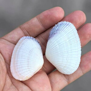 置物 天然素材 ナチュラル ペア 白紋ハマグリ カップル シェルオーナメント 地中海風 おしゃれ インテリア 水槽飾り 友人 結婚祝い プレゼント