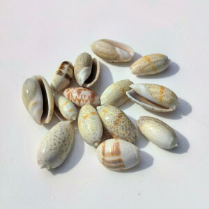 Lk VRL AulKC 2-4cm W{ RNV fBXvC  Ǐ EH[fR i IuWF CeA u    j[N(x2)