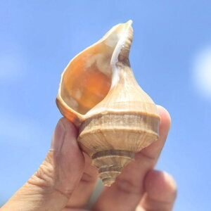 CeA VR Lk L  hJ̊k VF DIY  i  ANAE CAEg IuWF 