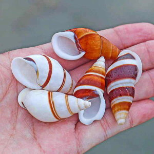  ANAE VR Lk L Ԗ͗l hJp ZݑւVF CAEg IuWF fR[V ^ CeA