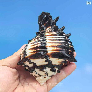 VRLk  ANAE CAEg CeA IuWF RNV C [u{L `a~{L (x2)