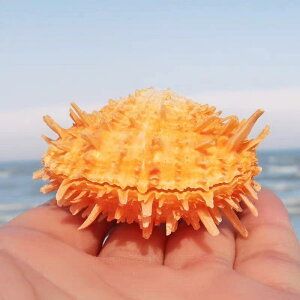 VF Lk VR  A X|fBX AWA_ ANAE  CAEg fBXvC RNV W{ ӏ Wi CeA G IuWF u 