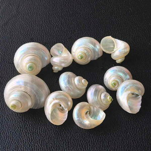 񋏊IVF ~ VR IׂTCY ANAE  CAEg  I[ig p Lk IuWF(x3)