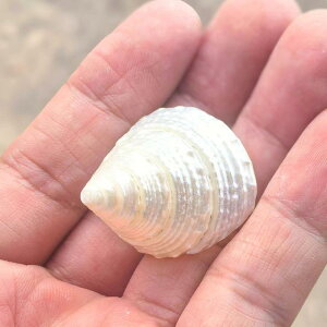 Lk hJp VF VR 򂠂 ^ L  ANAE CAEg  u IuWF RNV Wi CeA 