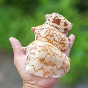 VRLk hJp VF  ANAE CAEg  IuWF VRL R͗l RNV u CeA(x2)