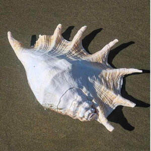 u Lk  ^ VR pL w偊L _ CeA IuWF RNV W{ Ϗܗp ANAE  CAEg Ϗ܋p rO    22-36cm