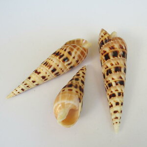 Lk ^PmRKC VR  ^ L rbOTCY u RNV W{  ANAE CAEg Ϗܗp  IuWF CeA fBXvC  i`(x2)