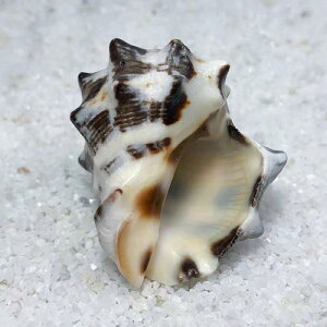 p Lk VR L C 񋏊I hJ p ւk hւ B ANAE CAEg I[ig  ^